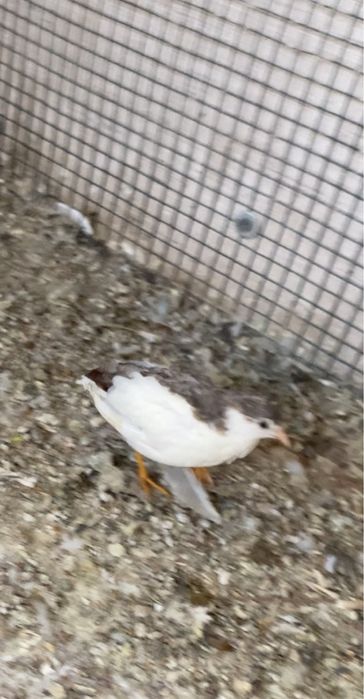 Vand oua prepeliță chinezească