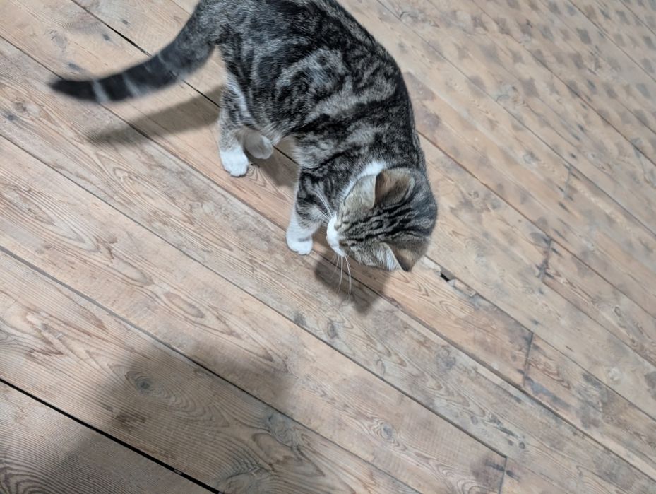 Отдадим котят в хорошие руки