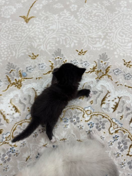 Котята маленькие