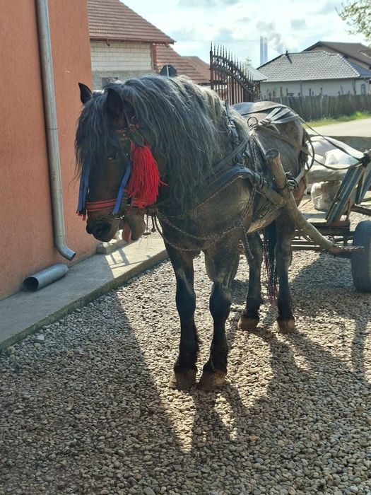 Vând sau schimb armăsar