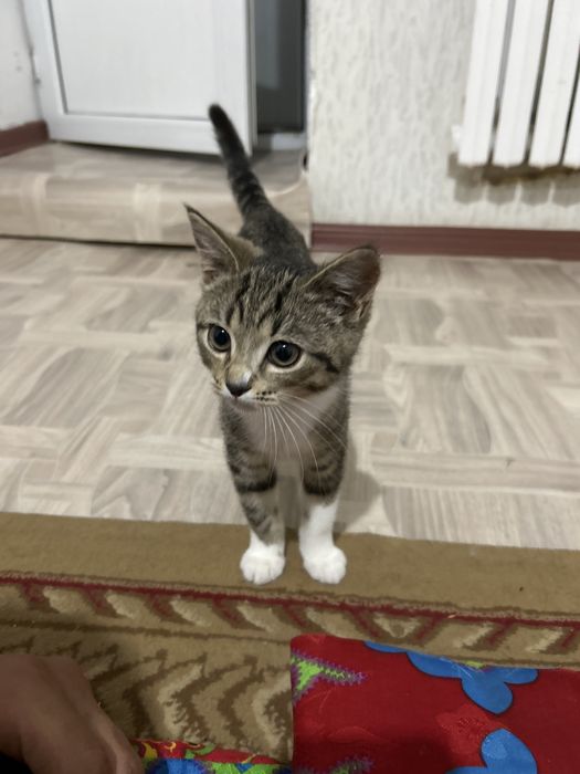 Отдаю даром кошку