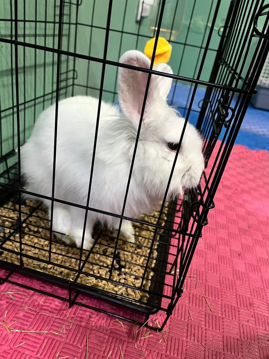 Продам 3 декоративного кролика