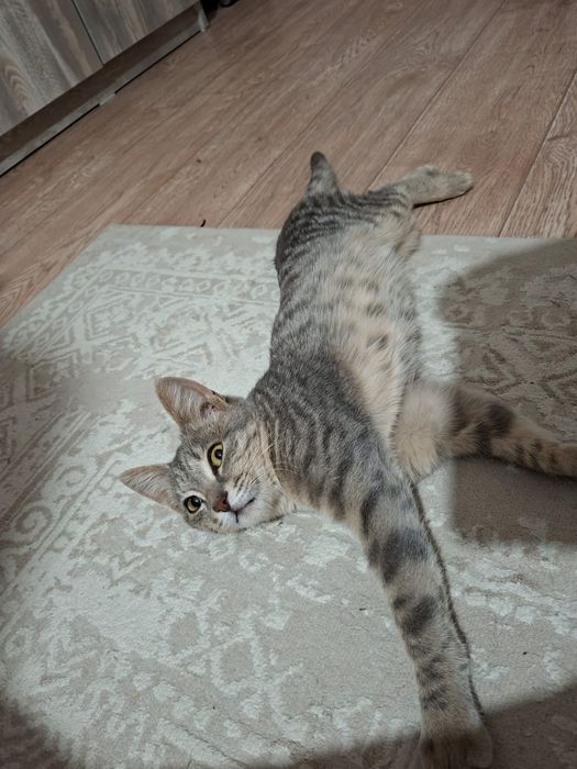Отдам в добрые руки