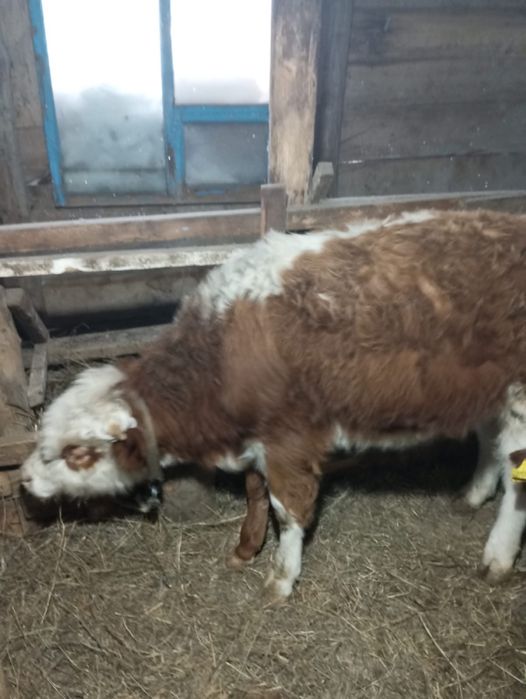 Продам быков годовалые