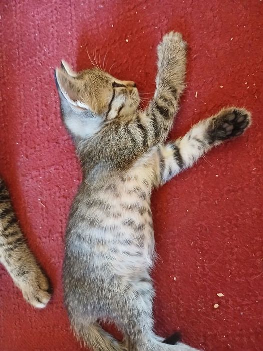 Продается котенок в хорошие руки!