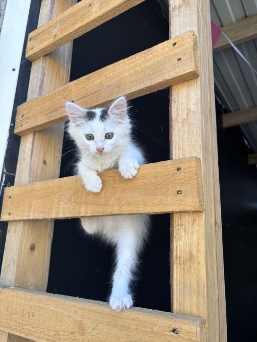 отдам котенка мальчик