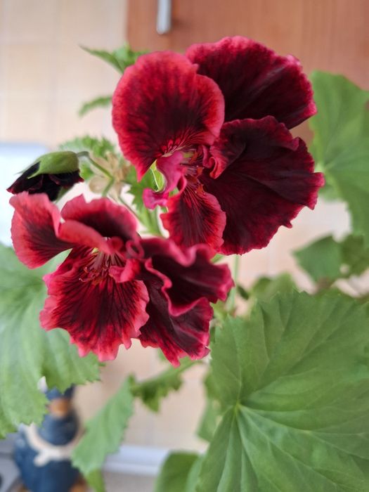 Цветы комнатные с доставкой