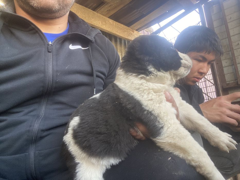 Продам щенок алабая