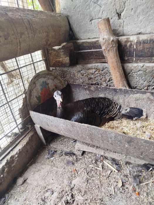 Курк курка сотилади месни