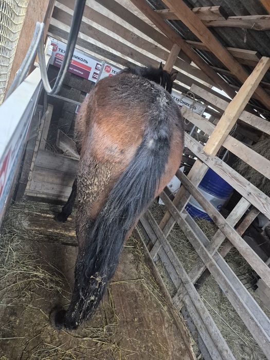 Продаются Тай 1.5 года