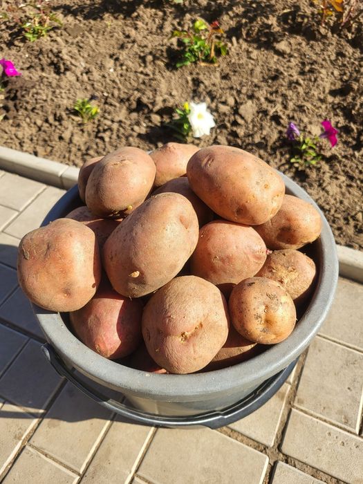 Картофель домашний продам