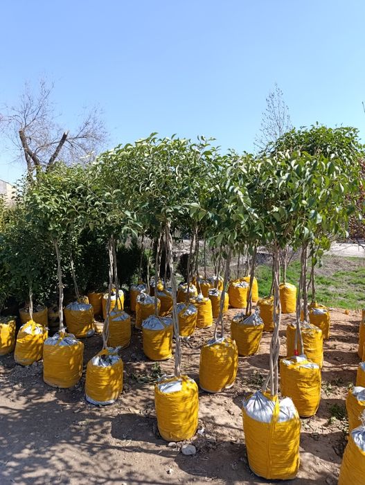 Archa keshish va dorlash dekrativni daraxtlar