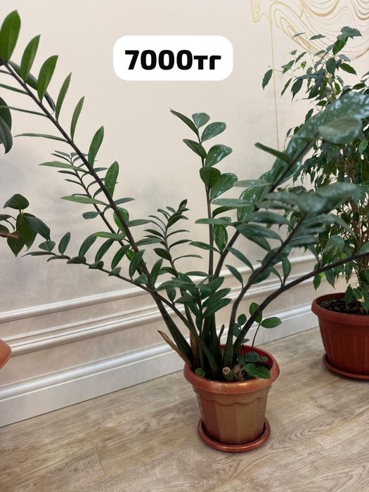 Комнатные растения разные