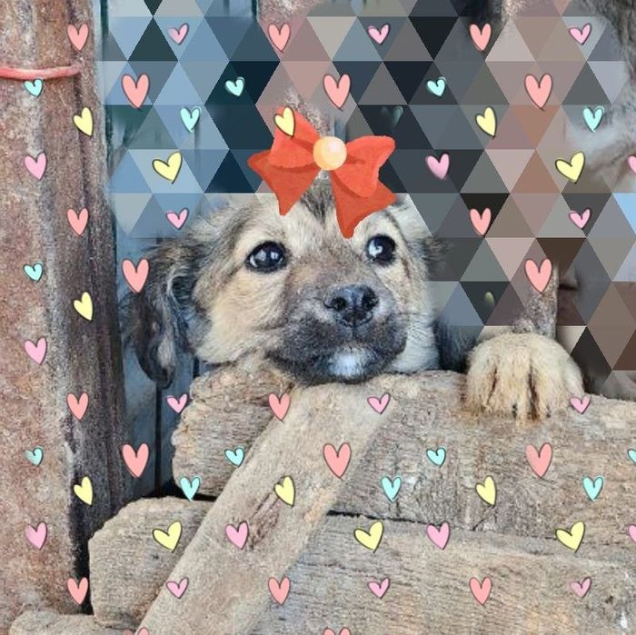 Пристраивается собачка