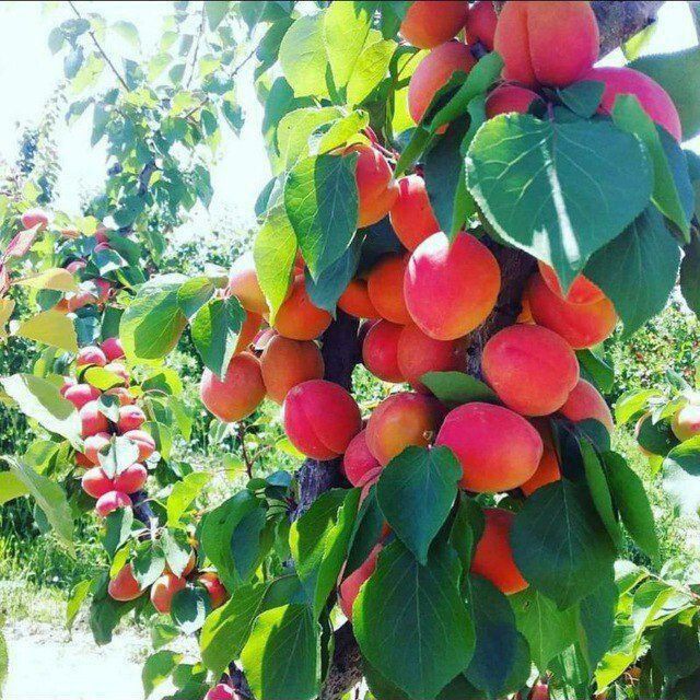 Хар хил мевали дарахтла кучатлар бор.