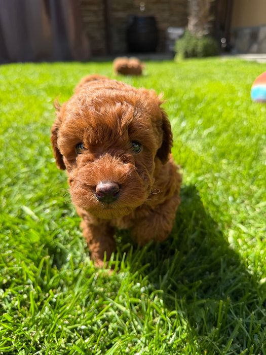 Пудел red poodle