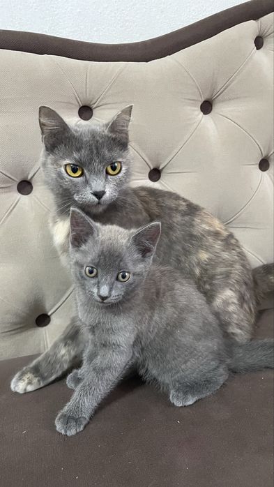 Отдам котят (доставим сами)