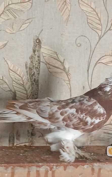 Продам голубей...