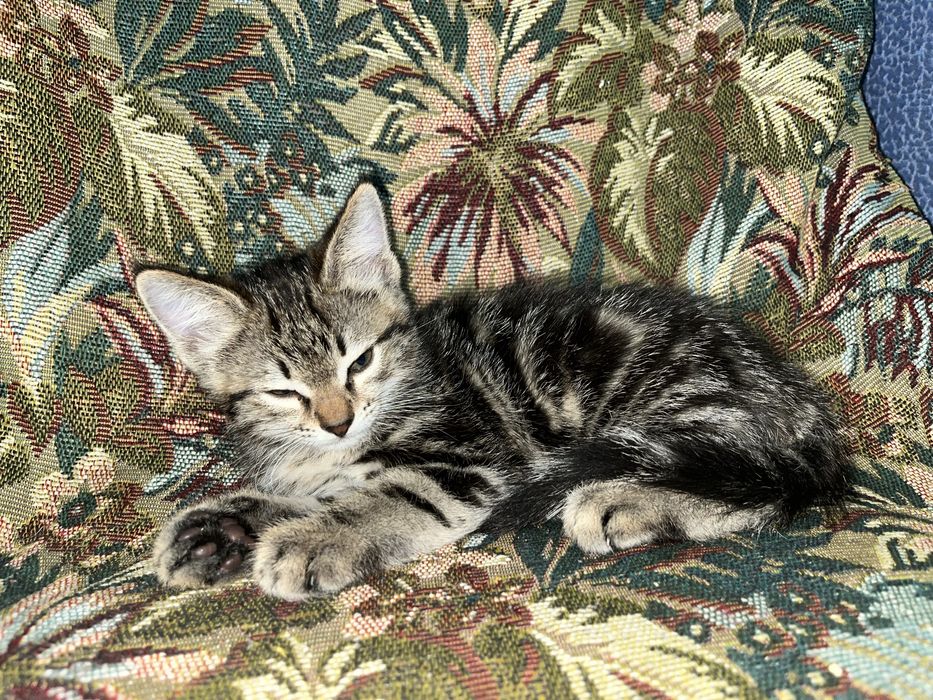 Марғау бар әдемі түстес