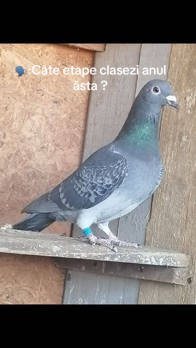 Porumbei voiajori cu origini bune,fond-maraton!Nu au pedigree!