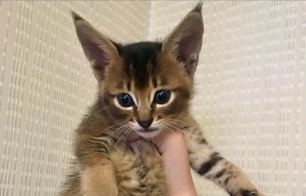 Самые ласковые кошки в мире