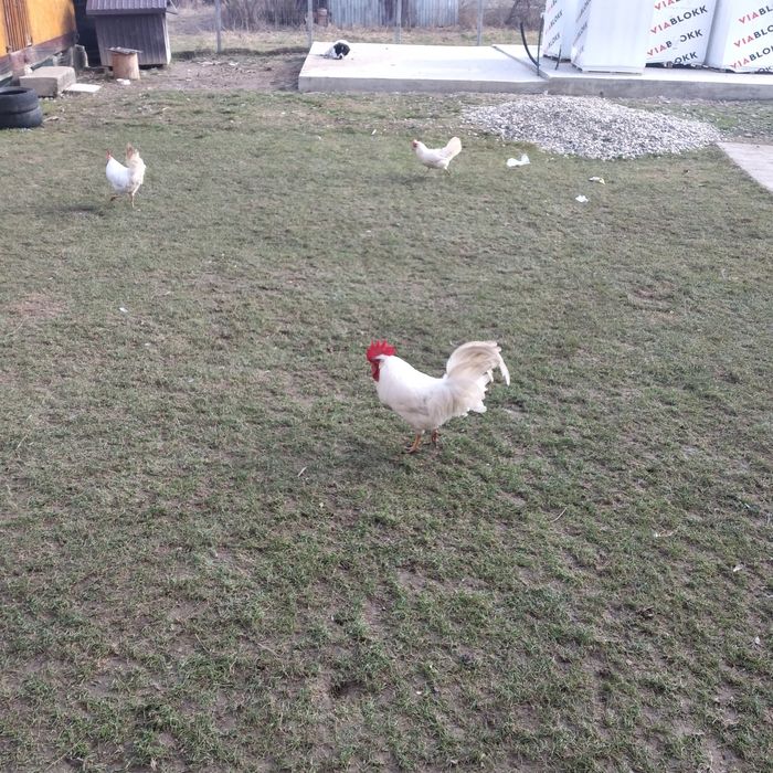 Vînd ouă, pentru incubat, rasa de găini Leghorn și un cocoș tot Leghor
