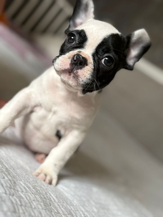 Щенки Французского бульдога.  Девочки .