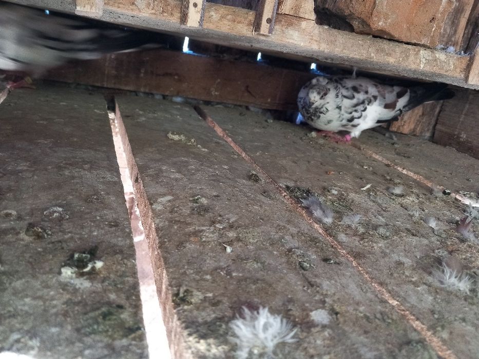 Vând sau schimb jucatori de amara