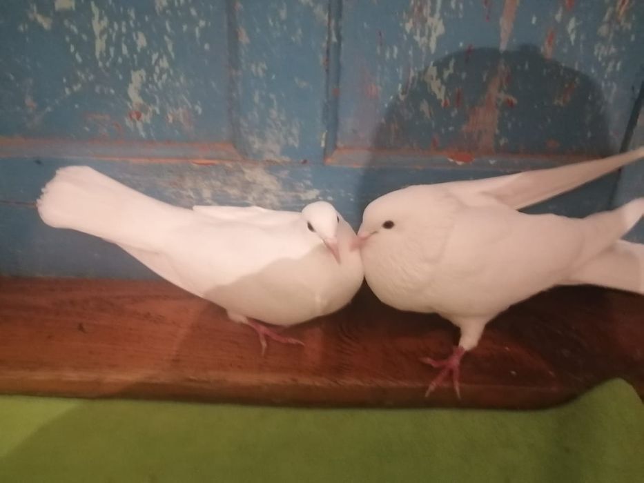 Көгершіндер сатылады