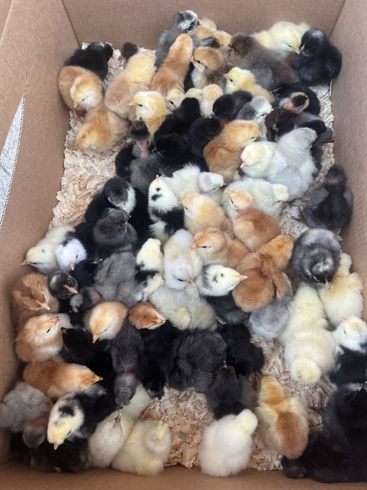 Puișori de Rasă 6/7 zile