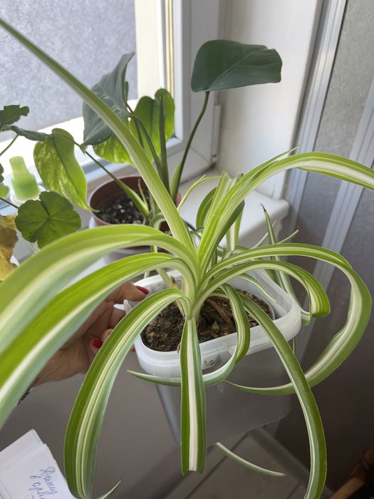 Хлорофитум, колеус