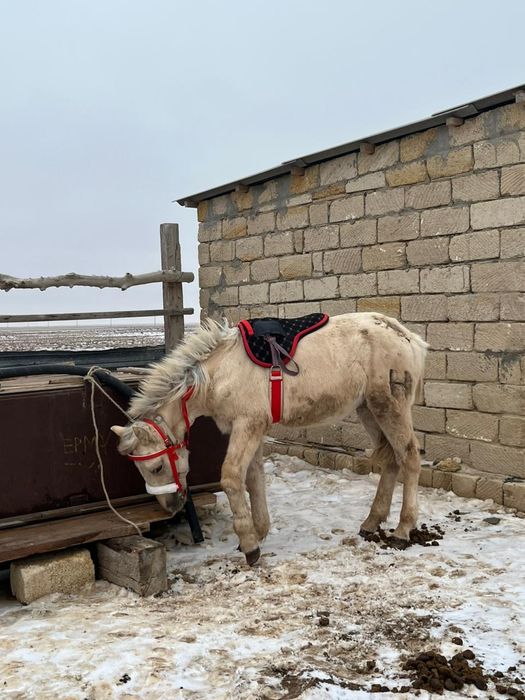 Мінгі жуас тайшығар