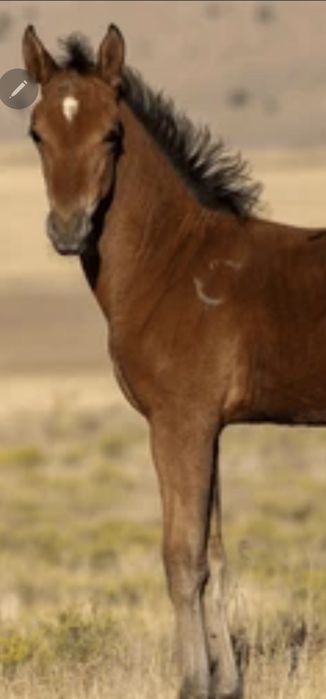 Тойлар бор,арендага берилади,сотилади хам.