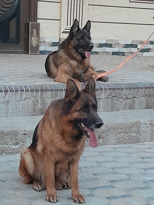 Немецкий овчарка