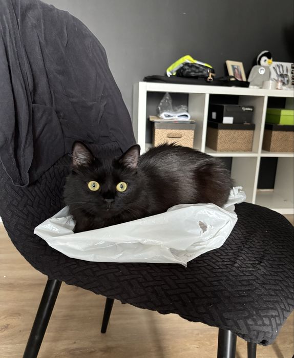 Pet sitting la domiciliul tău - Oradea
