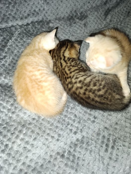 Котята Шотландские