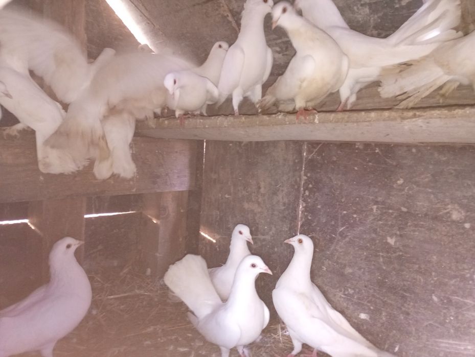 Porumbei fantail pigeon