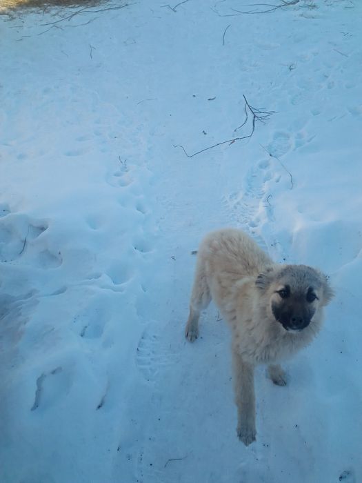 Отдам в добрые руки