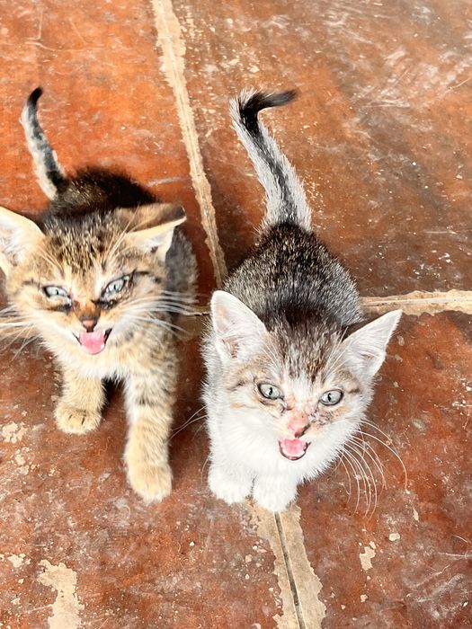 Motani si Pisici de adoptat