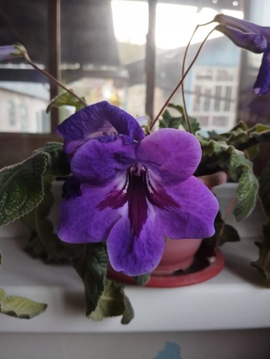 Стрептокарпус  цветущие