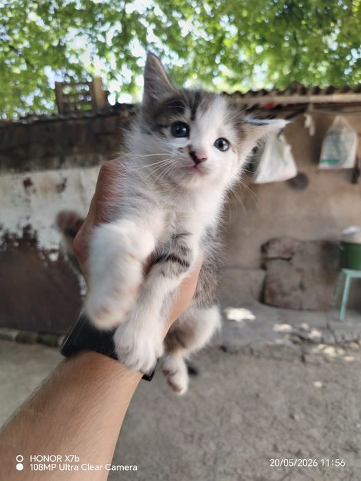 Отдаем котят в хорошие руки.