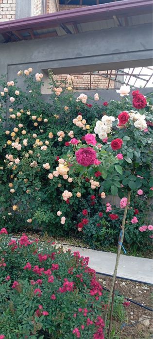 Shtamp Gul. Manzalari Gul