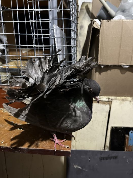 Голубка павлин (самка)