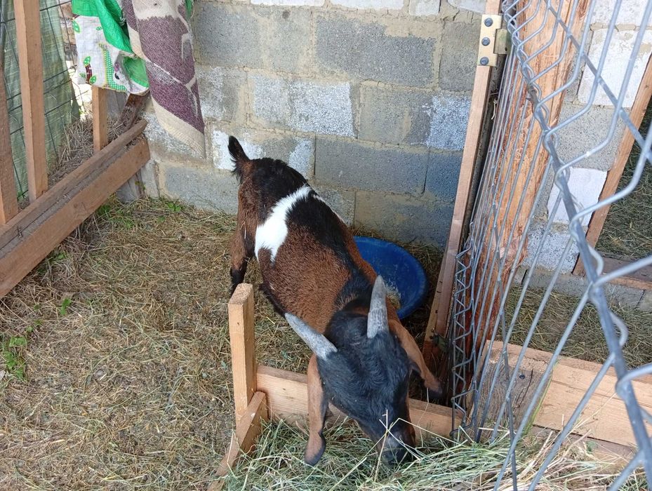 Țap ied Anglonubian in vârstă de 3 luni