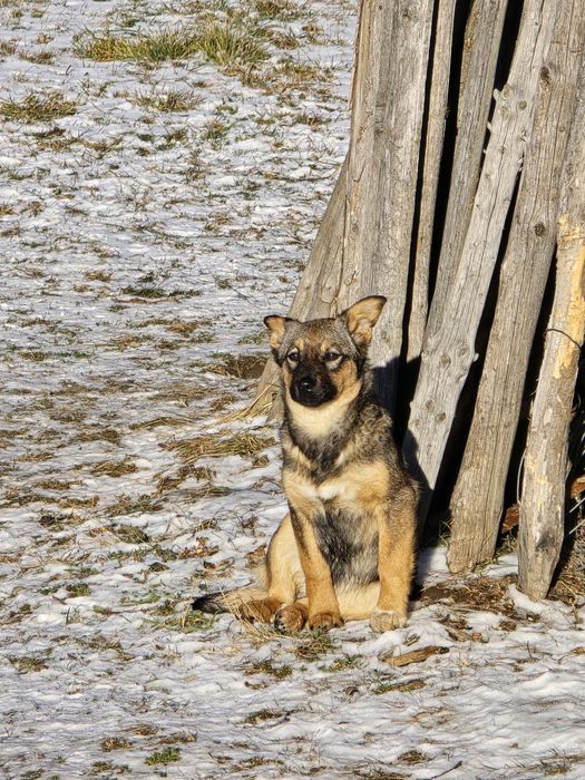 Căței pentru adopție –nascuti la munte, caută familie