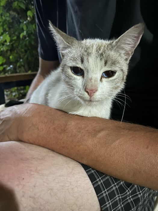 Кошечка ищет дом