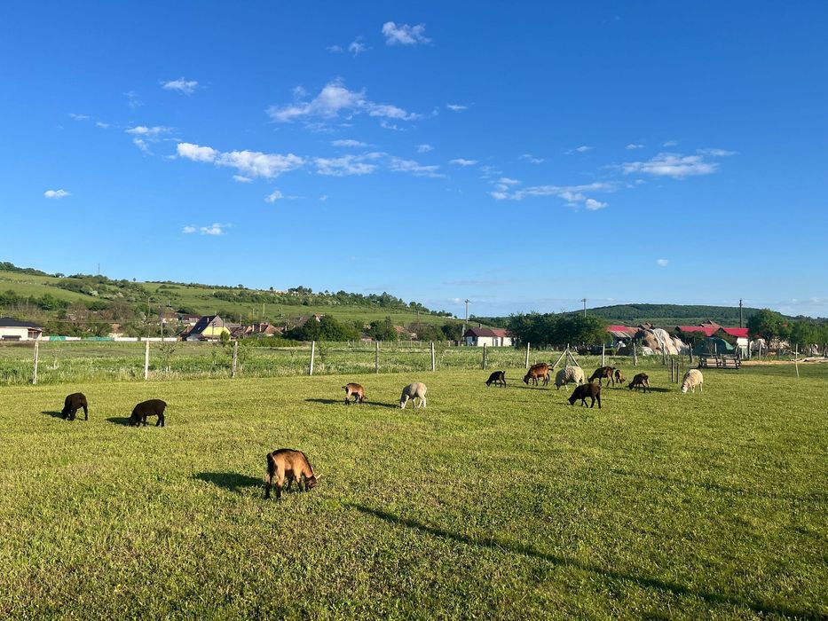 Texel berbecuț la schimb sau vanzare