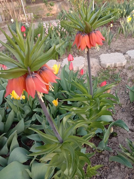 Цветы для вашего сада и огорода!!!