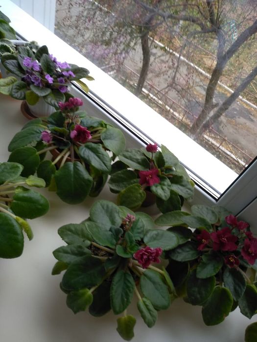 Домашние цветущие фиалки.