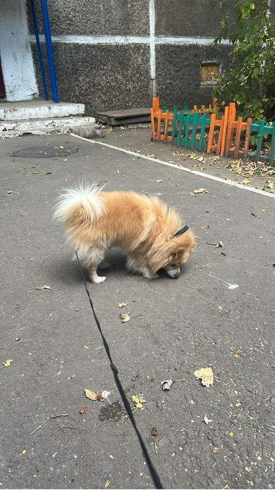 Красивый немецкий шпиц для вязки